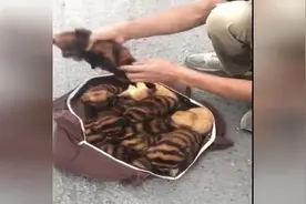 小伙街边卖小老虎，才200块一只，走近一看真是服了！视频封面