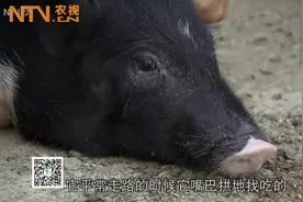 非同寻常的“五脚猪”到底有怎样的神秘身世！