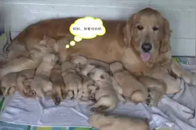 3岁金毛犬妈妈超能生，两胎产崽29只视频封面