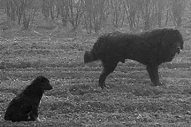 村里来了一只咬人的流浪藏獒 城管、警察、专业捕狗人都出动了图片