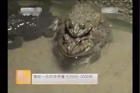 养殖科技720：泰国虎纹蛙，超强的繁殖能力