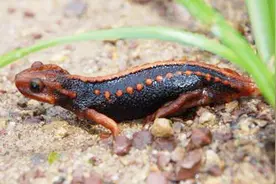 虽是一种名贵中药材，敢动一手指头就违法，属于国家二级保护动物