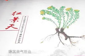 藏药养生新奇迹！这5味西藏神药，被誉为东方之光！