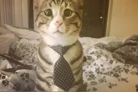 这只「担忧猫」天生有一副杞人忧天的斗鸡眼，长得呆却会主动疗愈受伤同伴让网友们都着迷了！图片