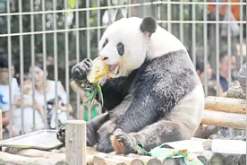 武汉动物园大熊猫“伟伟”12岁啦！