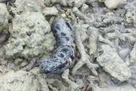 这种黑乎乎的海洋生物有人认识吗？旅者泰国海边玩水无意中发现的视频封面