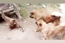 猴子vs狗真的可怕的战斗