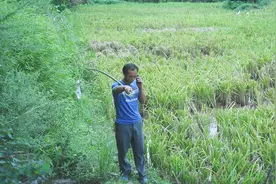 农村赶鸭人水稻收割完，赶着500多只鸭子野外生存，能挣多少钱啊