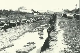 人类历史上一次大规模的灭蚊虫运动图片