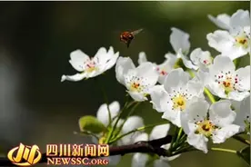 春暖花开三月天 醉美骑行游德阳图片
