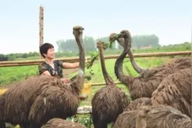 湖北这对夫妻投资15万养鸵鸟，未来靠卖肉都能成富翁！图片