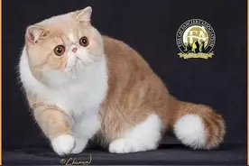 现场直击西安CFA名猫会 喵星人引发观赏潮图片