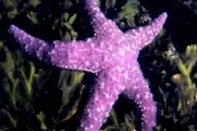 说你了解海星？谁信啊？！图片