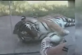 狮子老虎不吃蔬菜水果，为何不会缺乏维生素C?