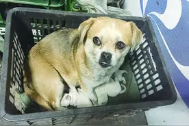 通化超有爱小黄狗 邻家白狗产崽后没奶水它当起“奶妈”图片