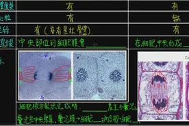 动植物细胞有丝分裂的比较（生物2-1观念05)