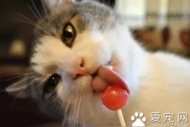 母猫吃什么 食物应该是容易消化的食物图片