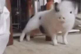 养猫养狗算啥啊，我的宠物是猪，一挠痒痒就睡觉，太萌了视频封面