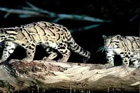 山上有老虎？村民扫墓发现梅花状脚印，结果真相是