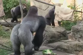 实拍银背大猩猩打架，被它捉到一拳头，屎尿都飚出来了视频封面