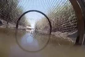 水下实拍鱼笼是捕鱼的过程，可算看清楚鱼是怎么进去的了视频封面