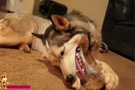 看哈士奇如何吃罐子里的蜂蜜视频封面