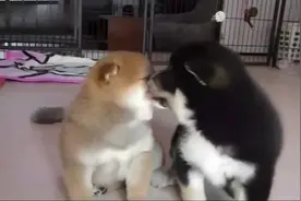 两只上幼儿园的小奶狗秀恩爱，遭到单身狗仔队偷拍视频封面