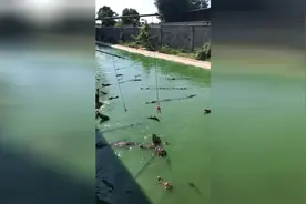鳄鱼池里钓鳄鱼，鳄鱼居然能跳这么高视频封面
