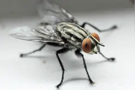 家里苍蝇多怎么办？农村大爷教你一土方法，苍蝇来多少就抓住多少