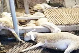 山东：上百只山羊疑吃毒大葱死亡，事故原因系葱叶含有高毒农药视频封面