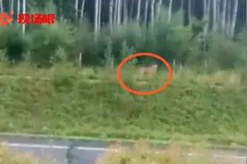 野生东北虎现身高速旁 官方提醒：虎出没请注意视频封面