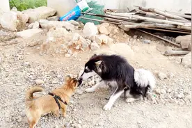 两只渴望交朋友的狗狗碰到一起会怎样？疯狂互舔，场面控制不住了视频封面