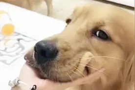 金毛“轮胎”开豪车约会，谁知来的是媳妇大毛，结果老搞笑了！视频封面