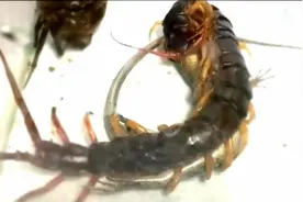 蜥蜴系列6：蜥蜴挑战蜈蚣，结果输的很惨视频封面