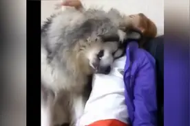 二百斤的阿拉斯加委屈哭了，趴女主人怀里蹭着撒娇，男主气炸了！视频封面