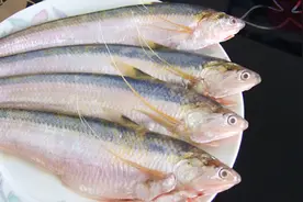 长江刀鱼2800元一斤！其他鱼类：我们营养也不差图片