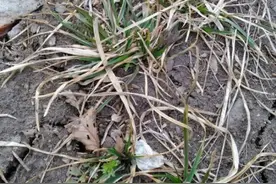 长春回暖春意初露 小草绿葱钻土冒头图片