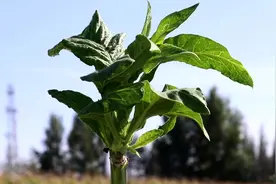 探访农村烟草植地 原来香烟的烟叶长得这个样子