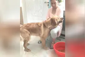 金毛帮主人压腿做仰卧起坐，主人却趁机占金毛便宜，画面不忍直视视频封面