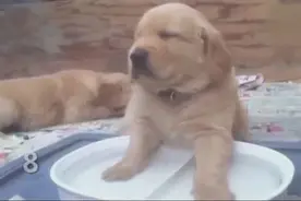 蠢萌小金毛的十大可爱瞬间！毛茸茸肉嘟嘟的超软萌视频封面