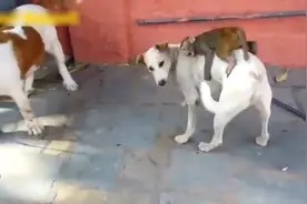 猴子挑衅狗狗，最后狗狗和猴子“血拼“，可以说很滑稽了视频封面