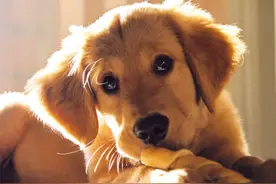 宠物健康：狗狗抽搐的几个原因图片