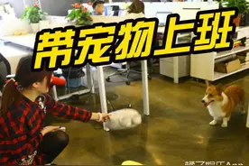 上海一公司可以带宠物上班，整个办公室的气氛全变了！图片