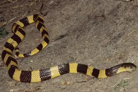 毒蛇界的金银兄弟之大哥——金环蛇，被人吃濒临的“减速带”图片