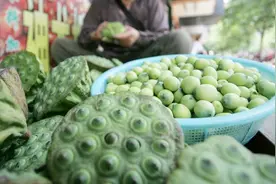 莲蓬全身都是宝，教你一招挑选鲜嫩不苦的莲蓬视频封面