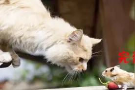 老鼠看到猫后不跑了，这一点体现了对猫的尊重！视频封面