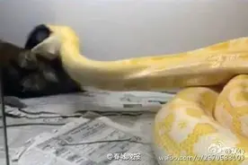 黄金蟒吞泰迪震惊秒杀活吞人 罕见巨蟒大盘点图片