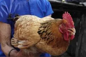 老母鸡已活27年等于人类300岁 鸡爪上有很长的角状物图片