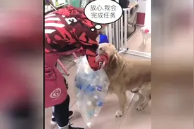 女主人出去谈生意，金毛开“豪车”去接女主，客户的表情亮了视频封面