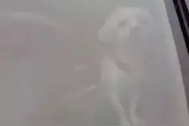 狗狗被困车内整整4天，主人的一个疏忽差点儿要了它的命！图片